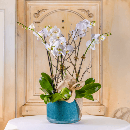 Jardín de Phalaenopsis