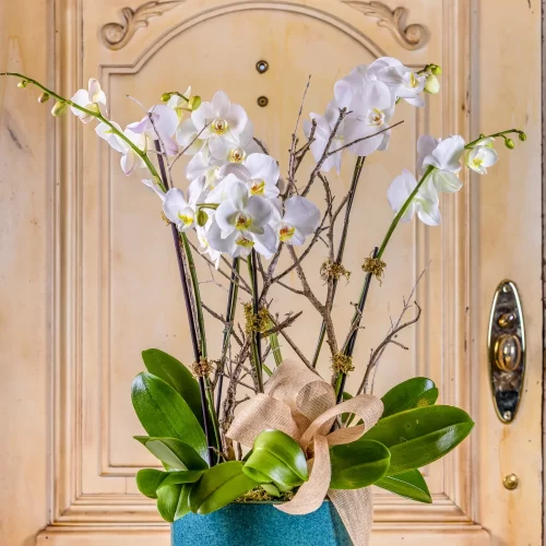 Jardín de Phalaenopsis